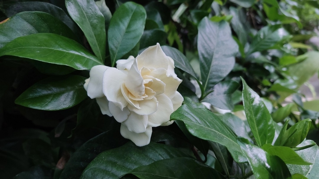 В оранжерее Йошкар-Олы зацвел тропический цветок с изысканным ароматом