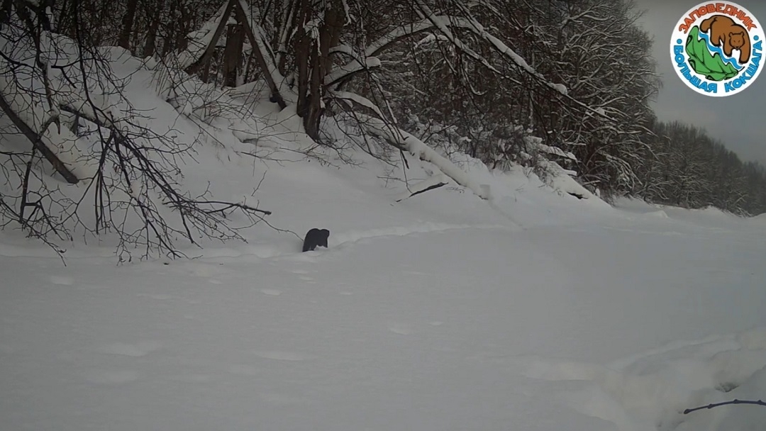 В Марий Эл фотоловушки запечатлели, как норка бежит к норке
