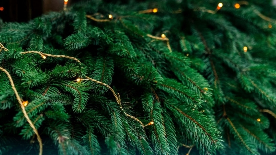 В Йошкар-Оле организован пункт приема по утилизации новогодних елок