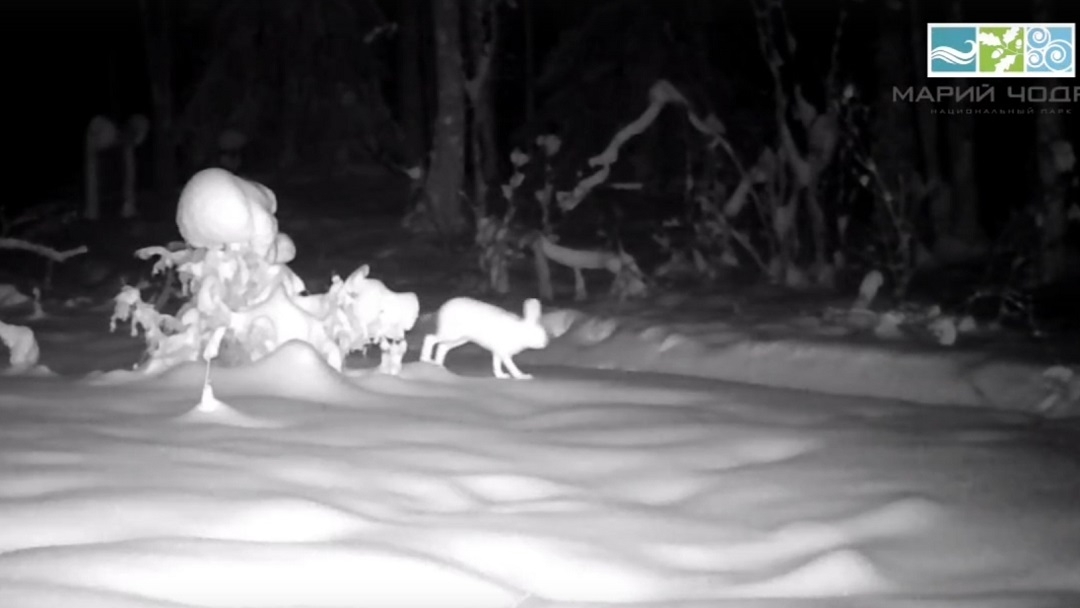 В Марий Эл у елочки можно встретить и зайца, и волка