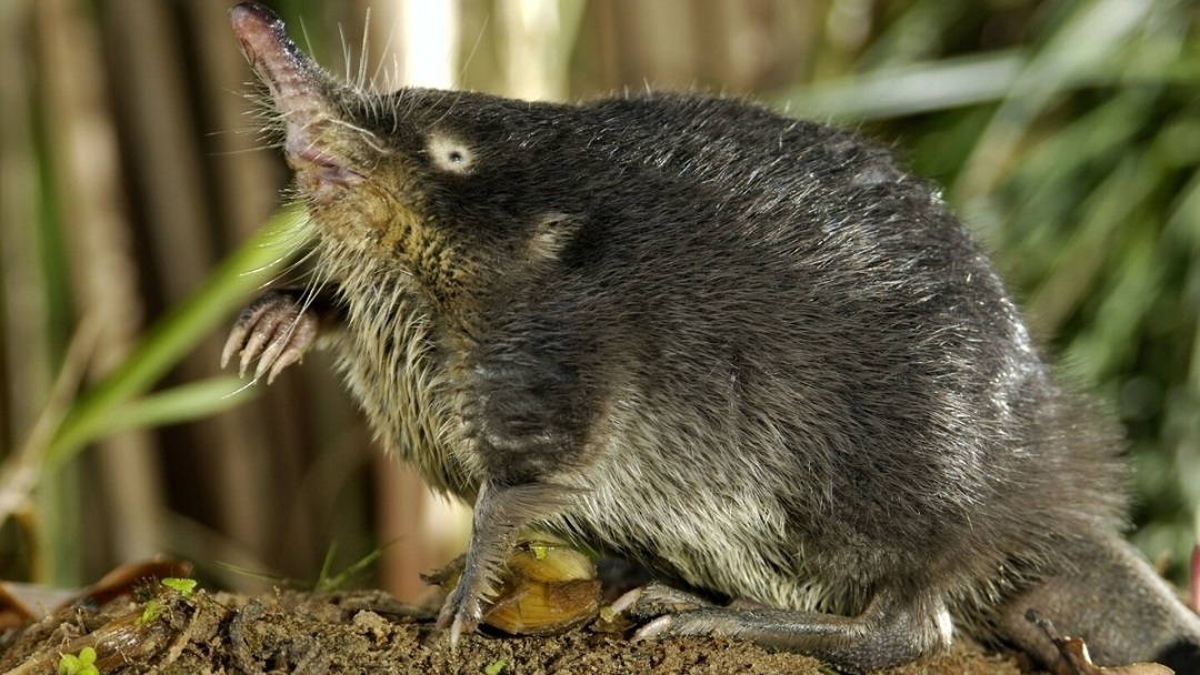 В 2026 году в Марий Эл обновят перечень редких животных