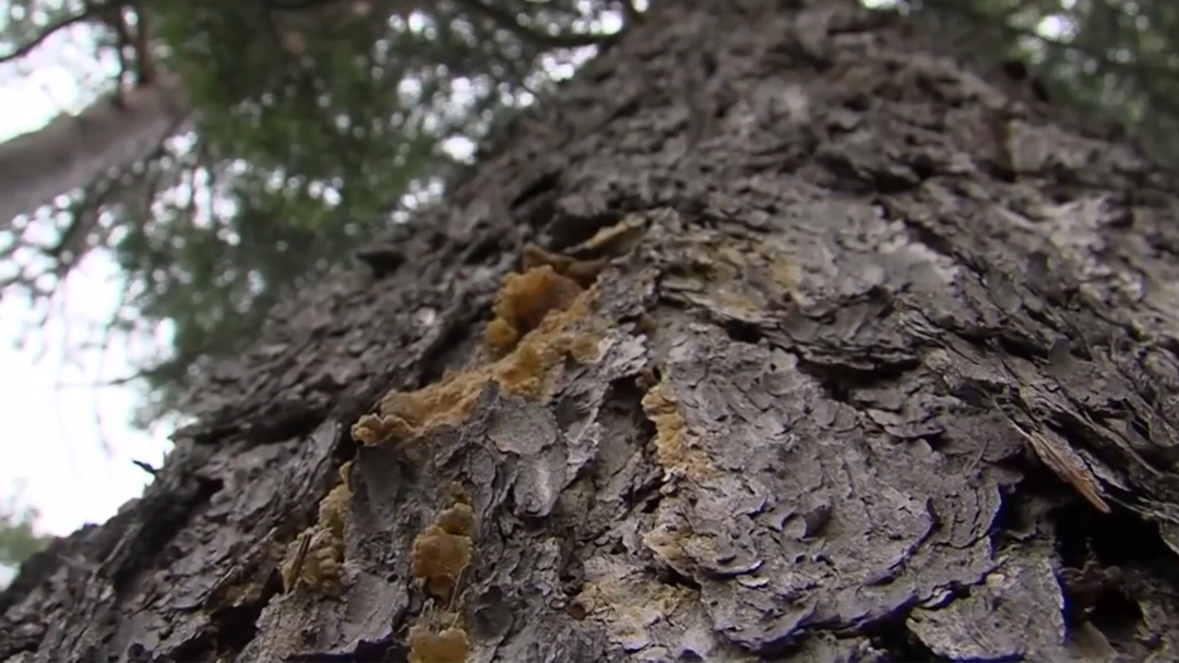 Более 1,4 миллиона рублей за срубленные деревья придётся заплатить осуждённому в Марий Эл