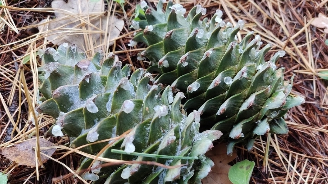 В Йошкар-Оле на деревьях растут шишки – «ананасы»