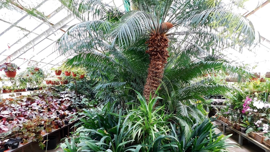 В оранжерее Йошкар-Олы растет древнейшее растение на планете