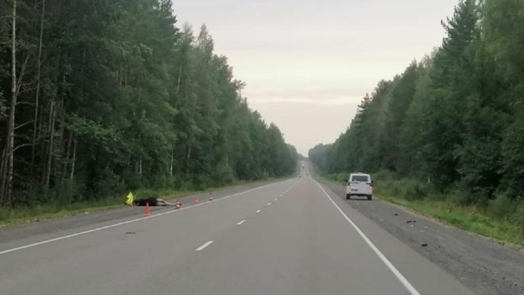 В Марий Эл водителя без ОСАГО обязан выплатить 80 тысяч рублей за гибель лося