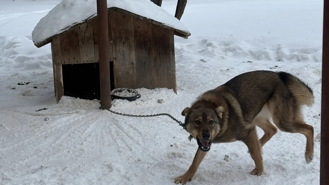 Бешеная лисица стала причиной карантина в Медведевском районе Марий Эл