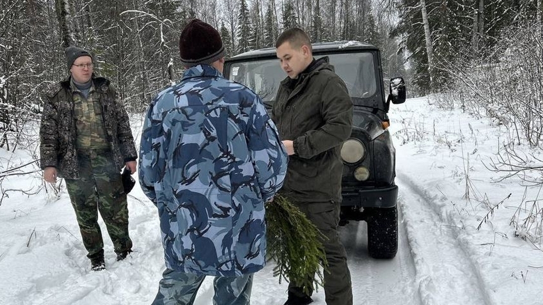 Патрули и рейды: как в Марий Эл охраняли «новогодние» ели