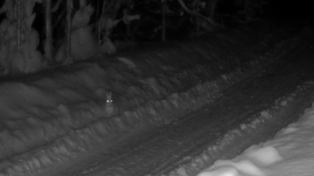 В заповеднике Марий Эл раскрыли секреты неуловимости зайца