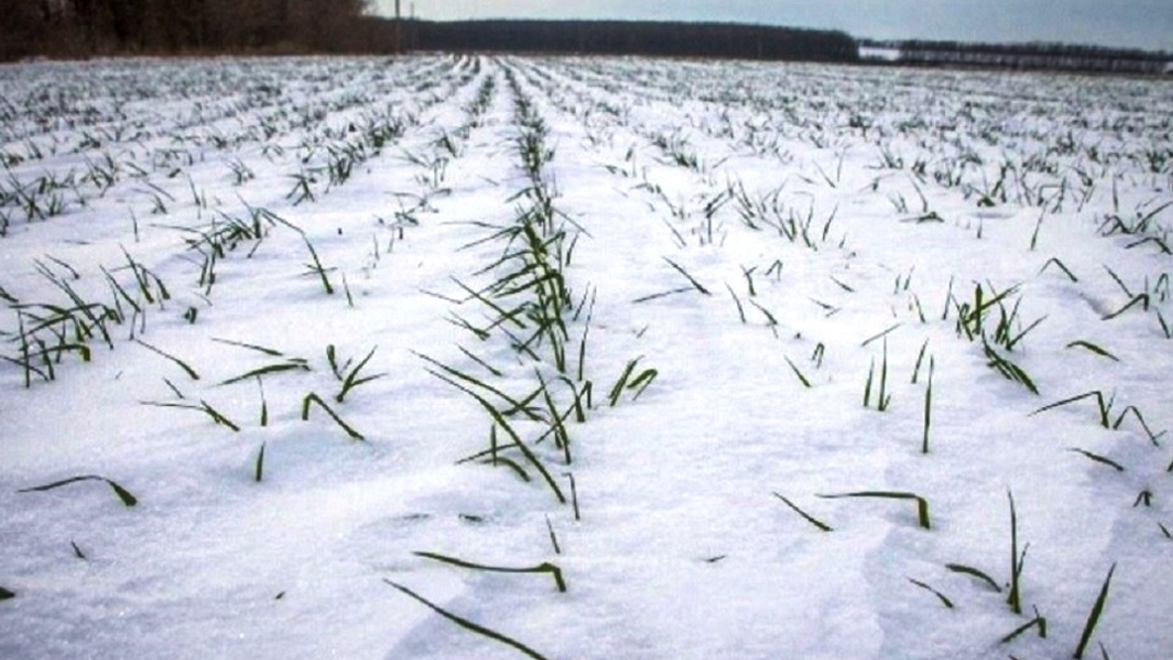 В Минсельхозе Марий Эл рассказали, как переживают зиму будущие урожаи