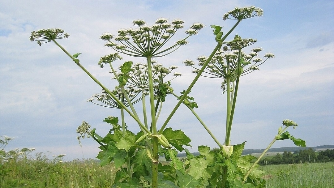 В Марий Эл работают над созданием «Черной книги флоры»