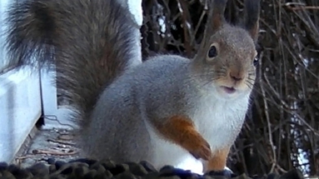 В Ботсаду Йошкар-Олы рассказали, почему не стоит верить милому образу белки