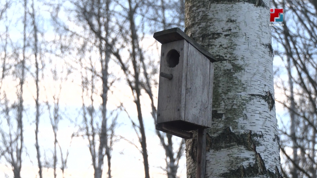 Жителям Марий Эл напомнили, кого из зимующих птиц можно подкармливать
