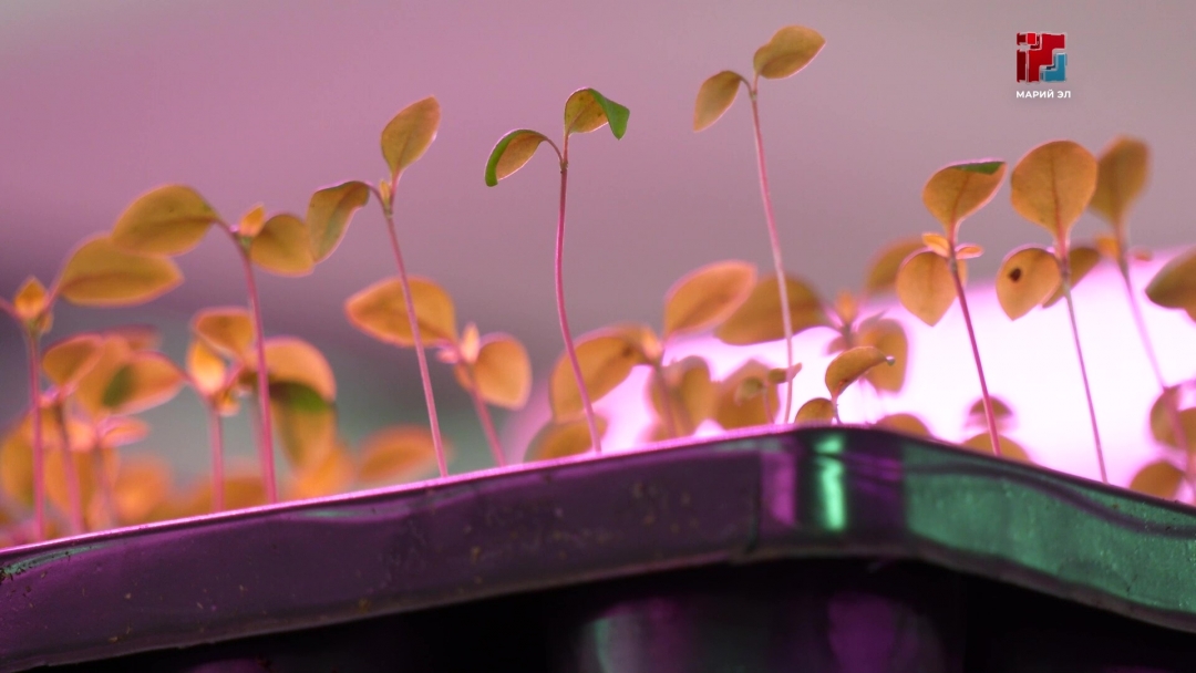 В городской оранжерее готовятся к сезонным работам – озеленению Йошкар-Олы