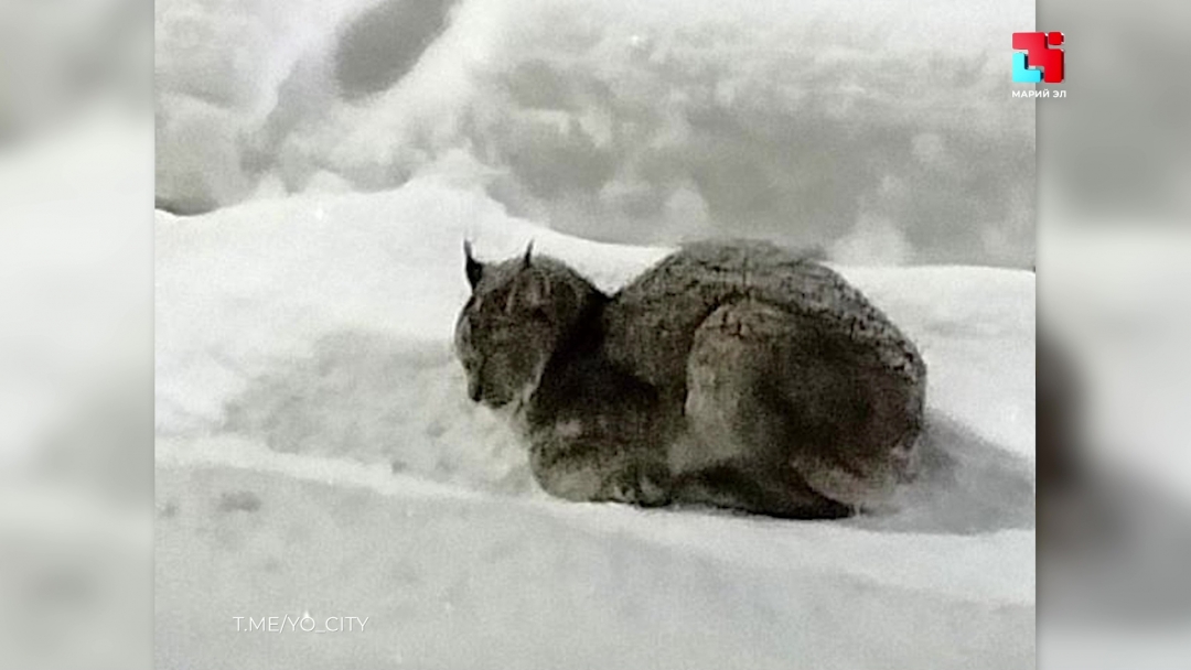 Рысь в городе – событие редкое: биолог Владимир Забиякин рассказал, почему хищник отправился в Йошкар-Олу