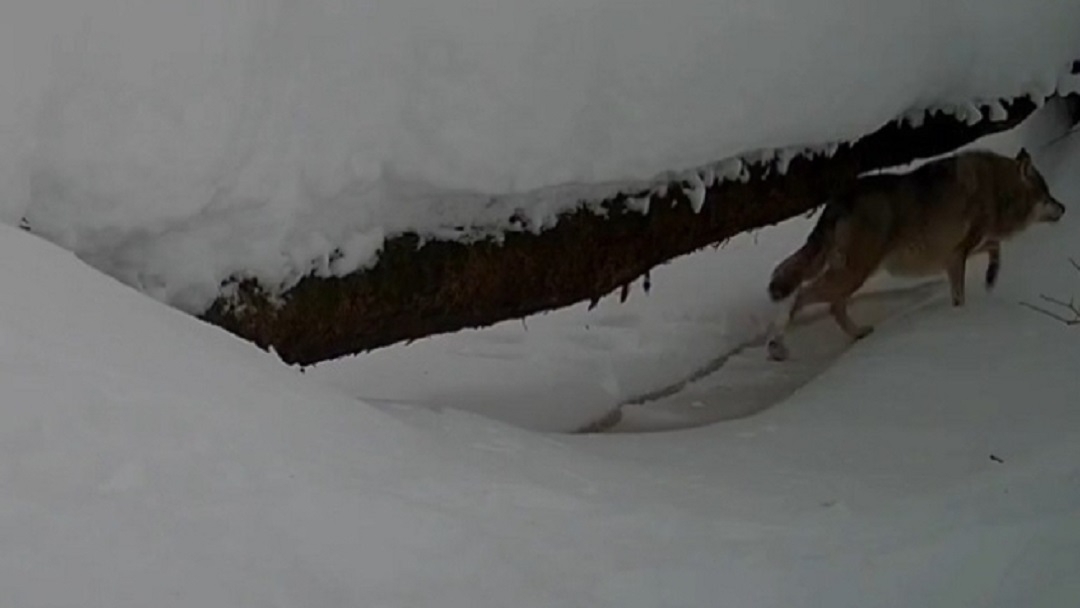 В Марий Эл охотники регулируют численность волков