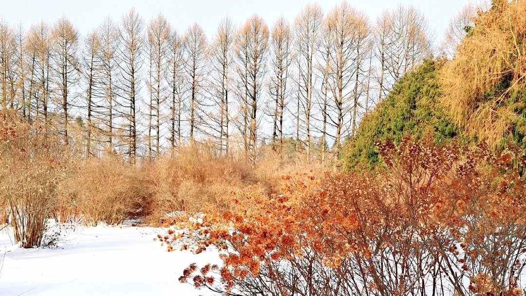 Зимой в Йошкар-Оле можно встретить «Желтоокрашенных»