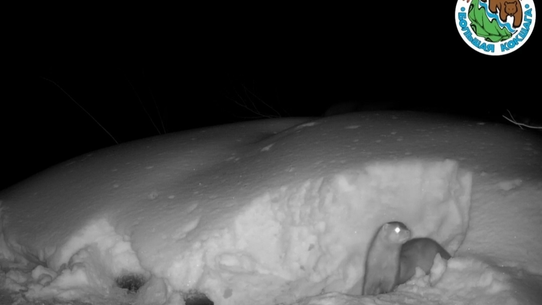 В Марий Эл на сушу вышел водный зверь