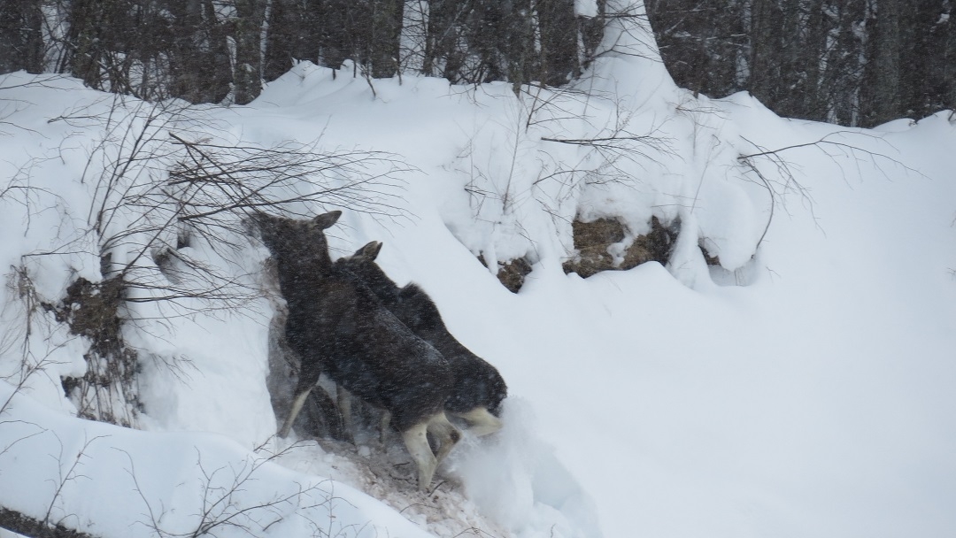 В Марий Эл подросший лосенок нашел способ преодолеть крутой снежный склон