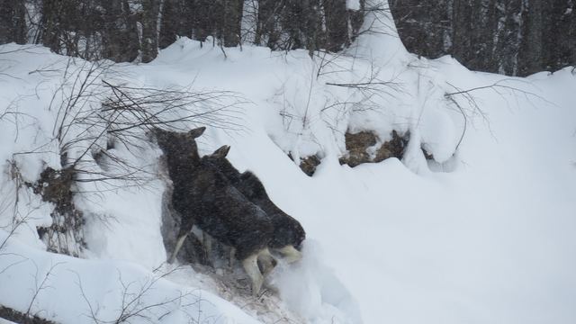 В Марий Эл подросший лосенок нашел способ преодолеть крутой снежный склон