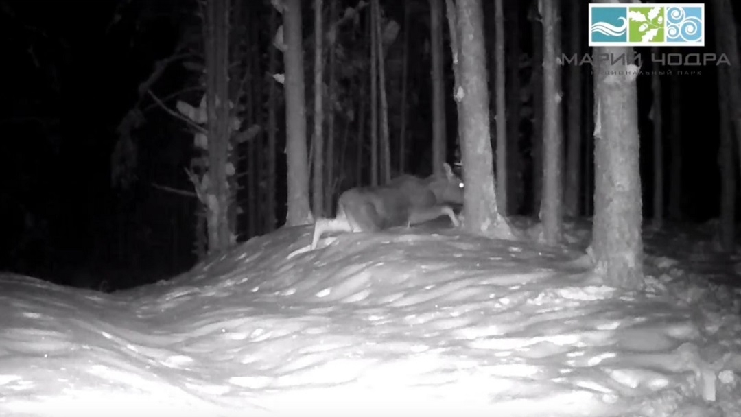 Зима в Марий Эл стала серьезным испытанием для лосей