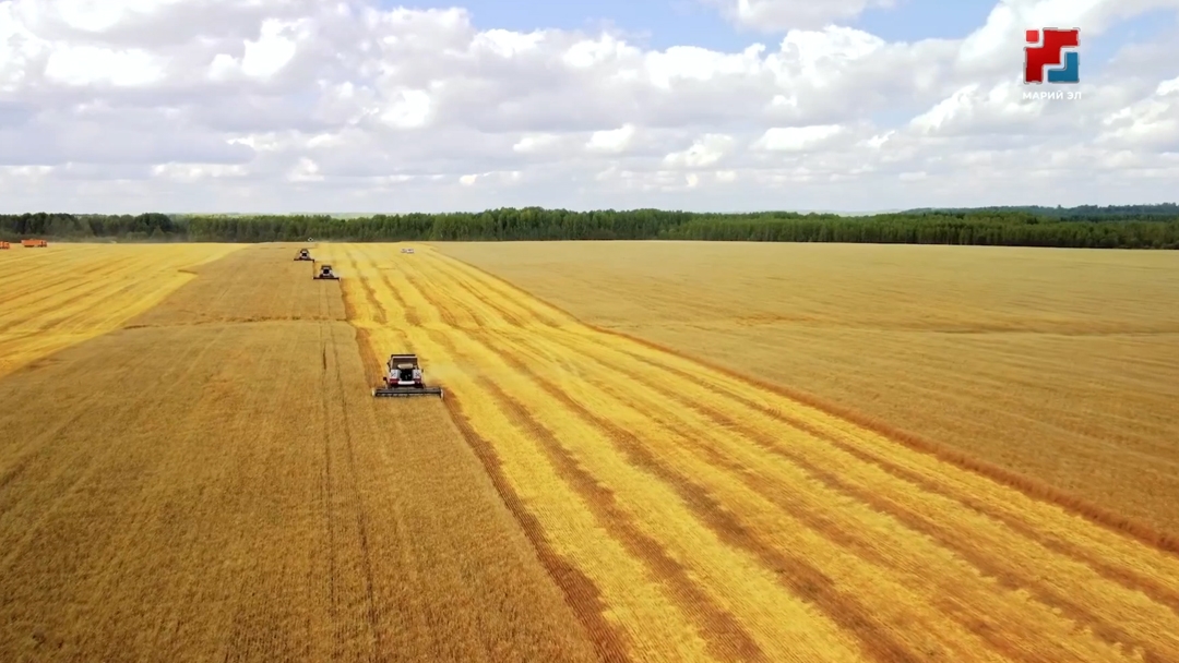 Вся сельская жизнь Марий Эл — в одном месте: в Йошкар-Оле пройдёт первый Агрофорум