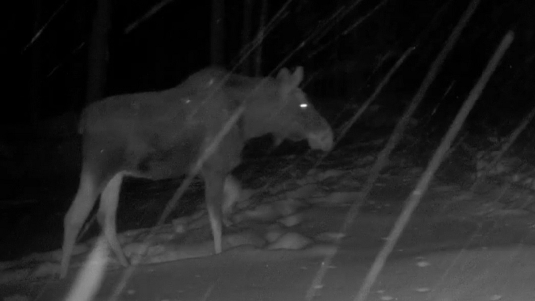 «Звериный свадебник», прогулки с подросшим потомством, что сейчас происходит с дикими животными в Марий Эл