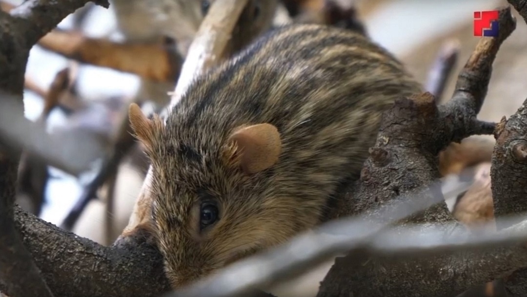 В Марий Эл резко возросла активность мышей