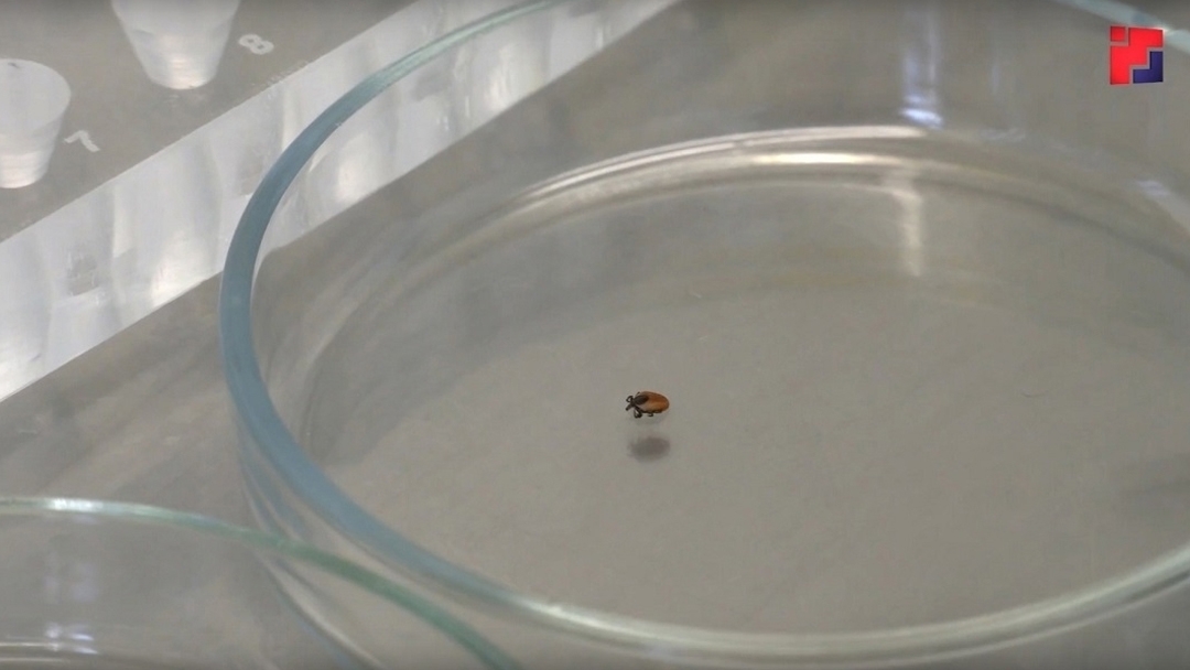 В Марий Эл прогнозируют аномально высокую активность клещей в 2026 году из-за теплой зимы