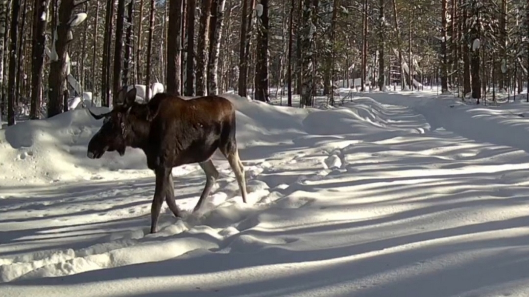 В Марий Эл лоси отращивают новые рога
