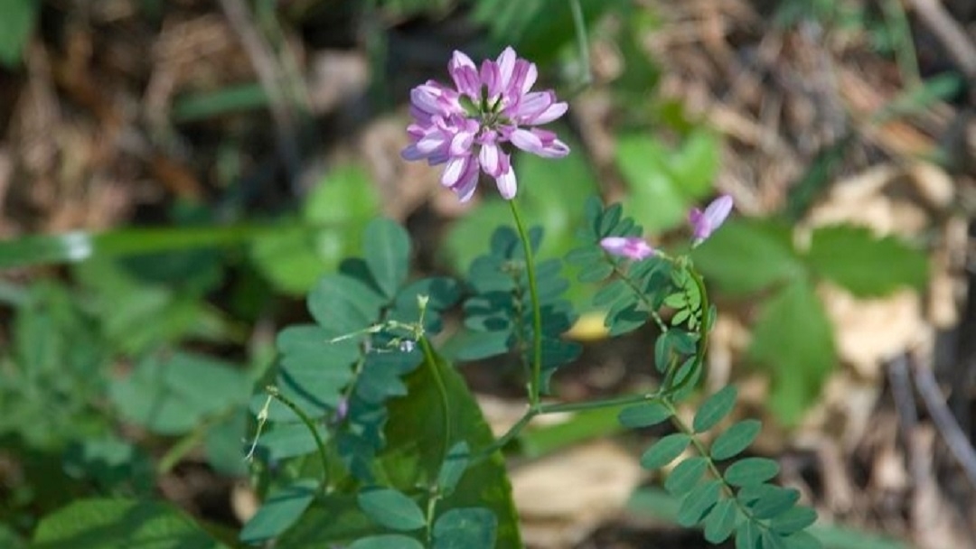 В Марий Эл краснокнижное растение обнаружили практически под ногами