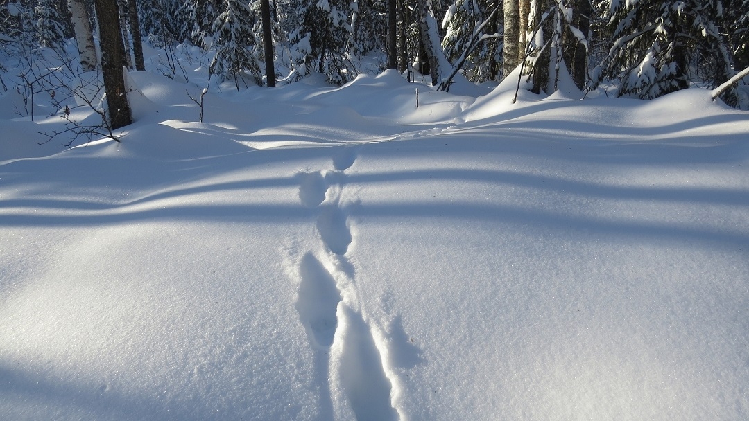 На свежем снегу в Марий Эл четко отпечатались следы рыси