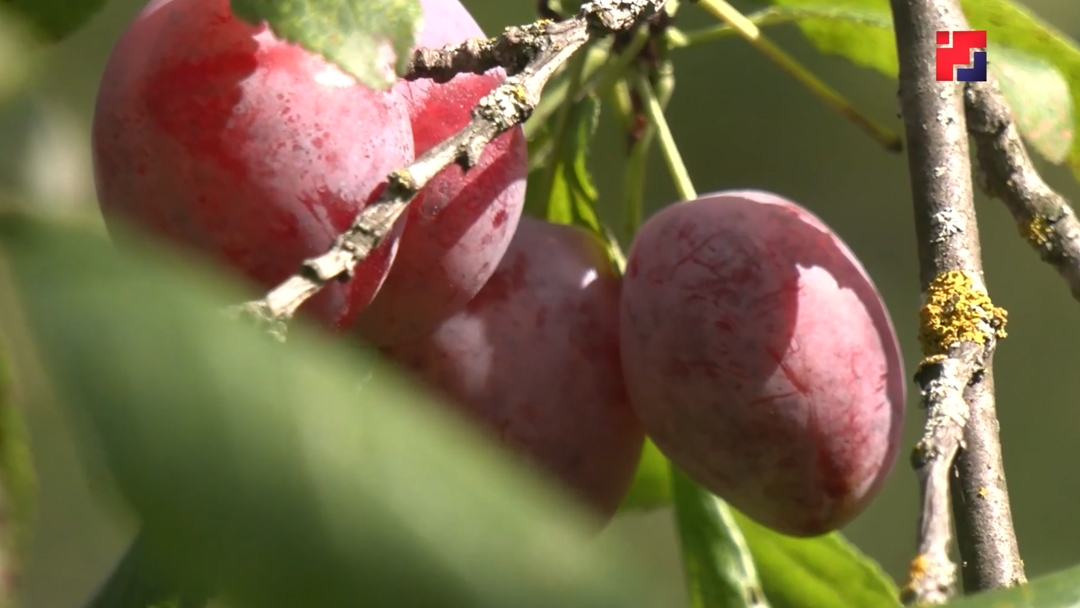 В Марий Эл на сайте магазина продавали «сомнительные» семена