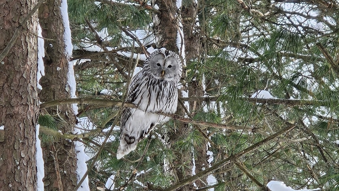 На природную территорию Йошкар-Олы вернулись длиннохвостые неясыти