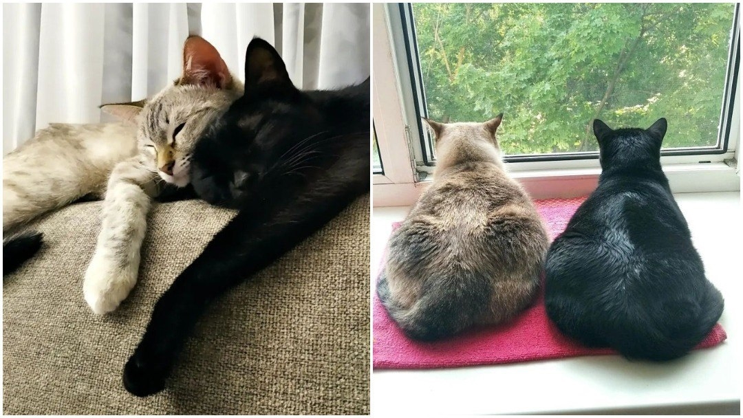 Весна, любовь и коты: в ТИЦ Йошкар-Олы ждут работы талантливых фотографов