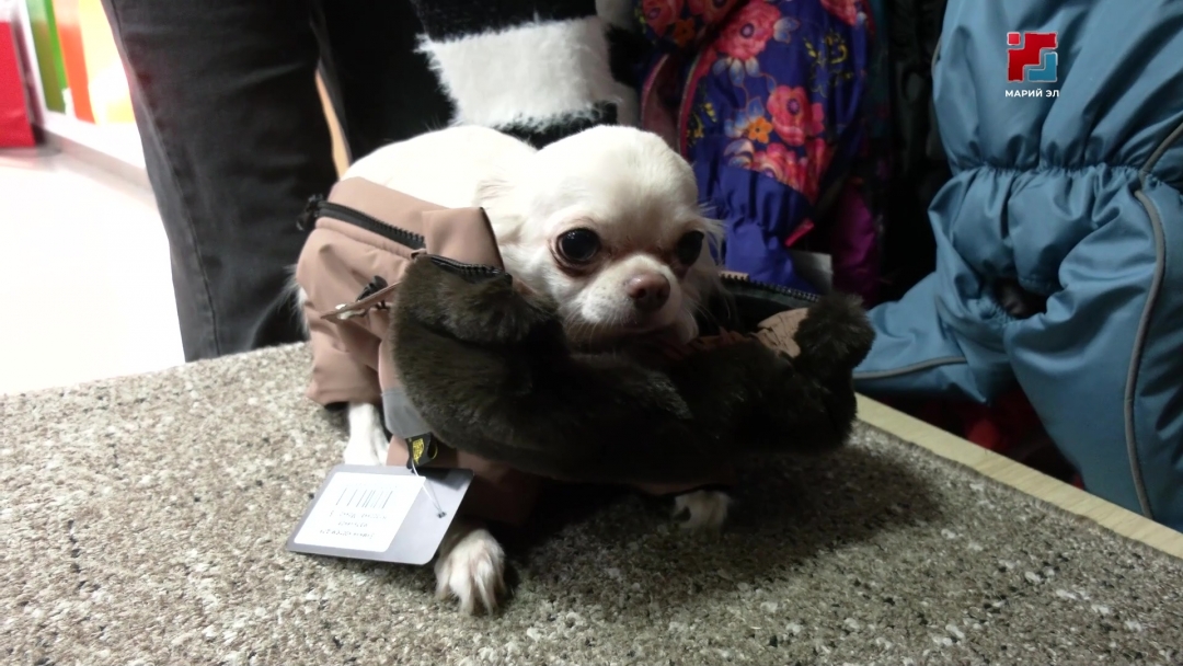 Как защитить собаку от мороза: выбираем правильную одежду