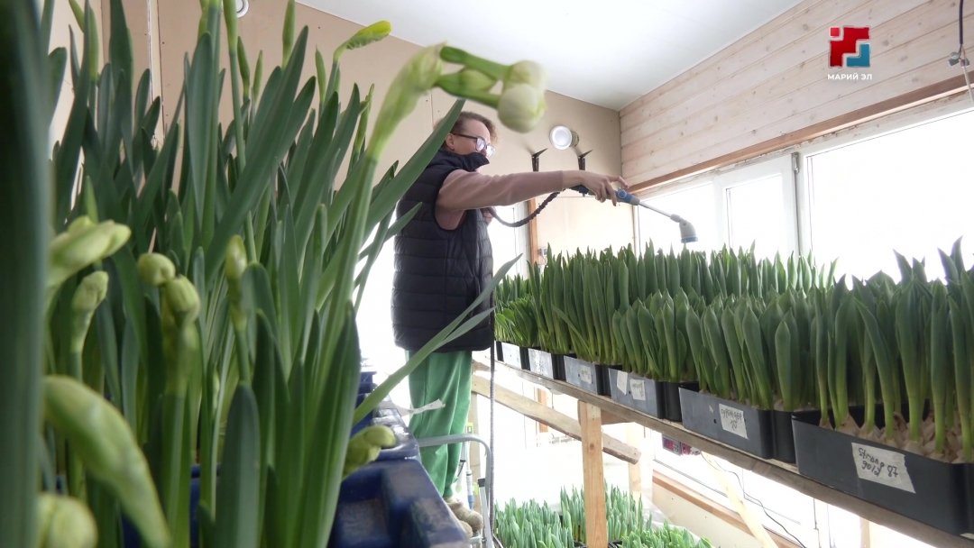 «Цветёт в Марий Эл»: экскурсовод Нацгалереи выращивает тюльпаны посреди зимы
