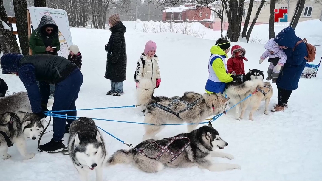 В Марий Эл прошли гонки на собачьих упряжках
