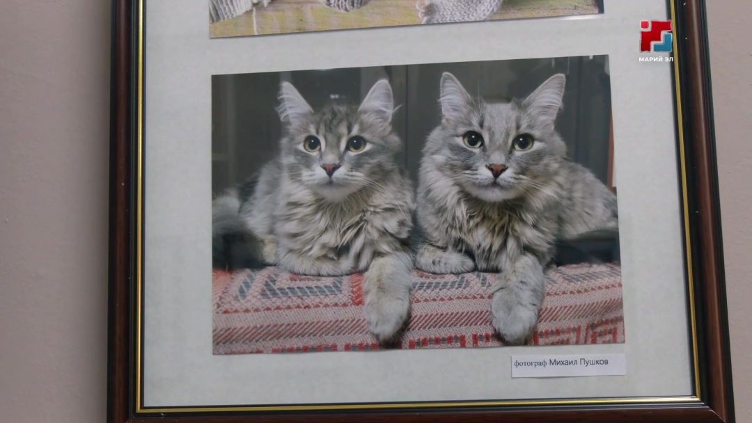 Ко Дню кошек в Йошкар-Оле открылась «Замуррчательная фотовыставка»