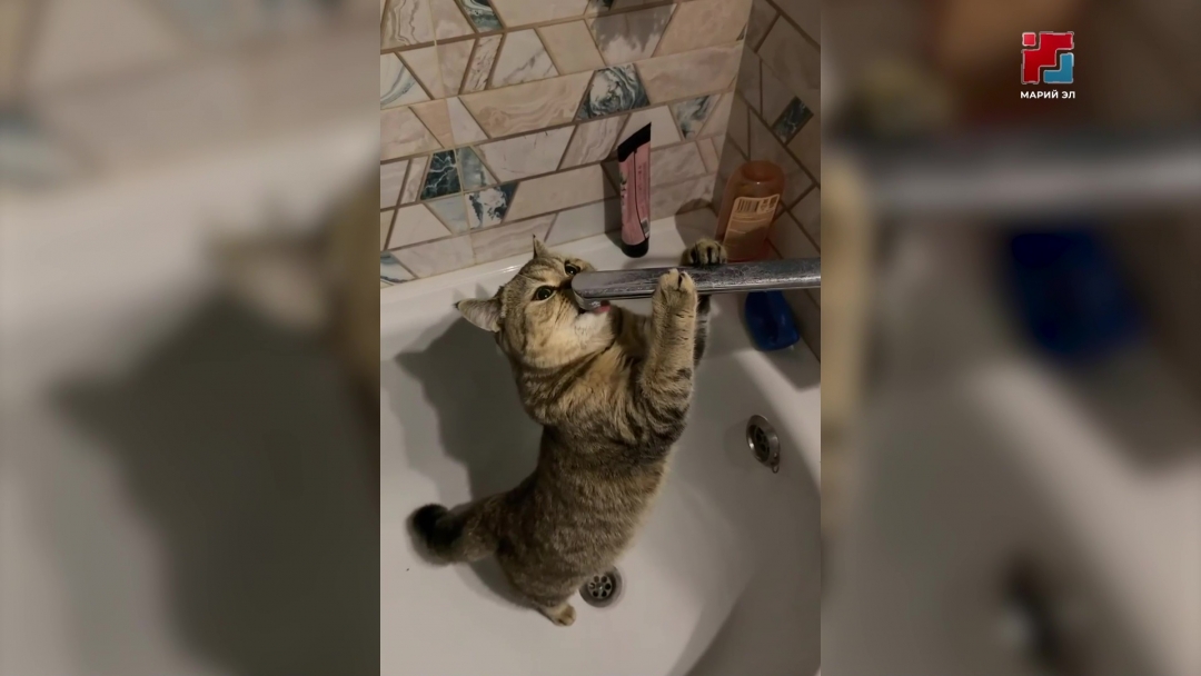 Это сюжет про кошек