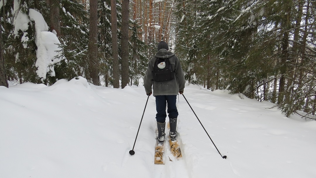 В лесах Марий Эл отмечена стабильная популяция зайцев
