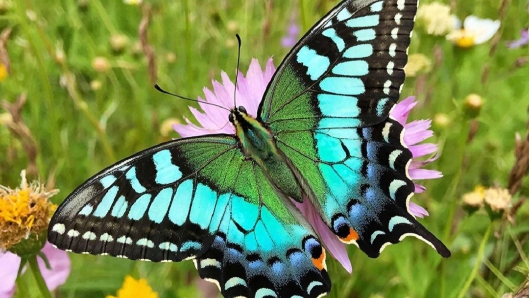 В заповеднике «Большая Кокшага» обитает свыше 1700 видов насекомых и 100 видов моллюсков