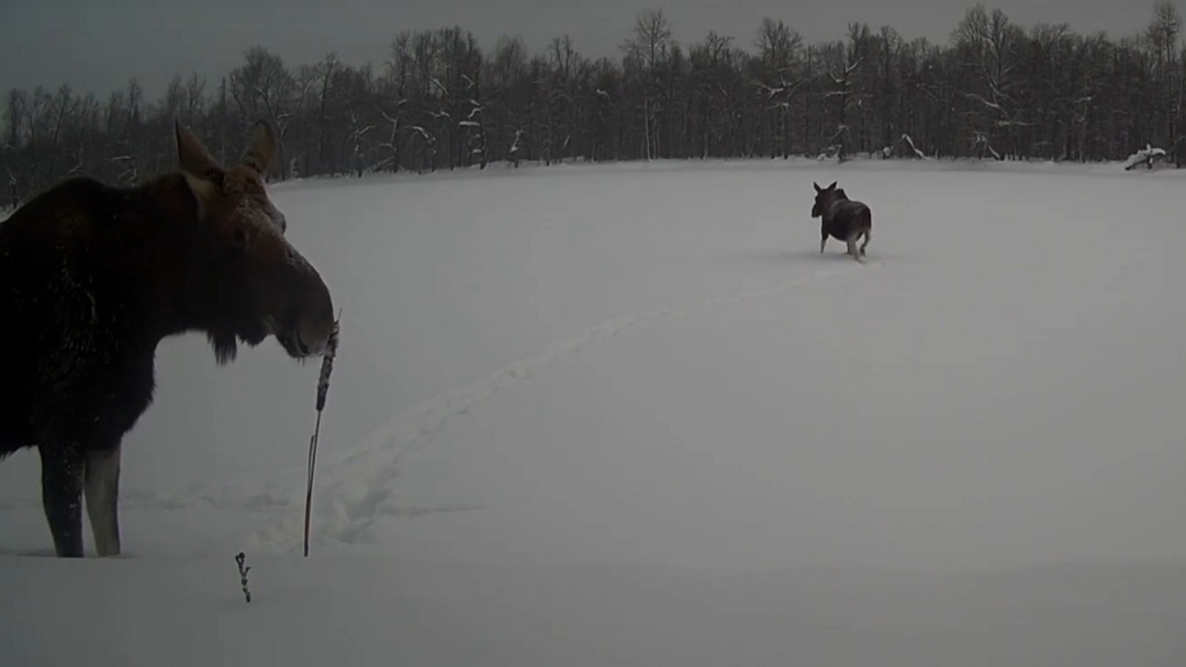 В Марий Эл пара лосей совершила опасное путешествие по реке
