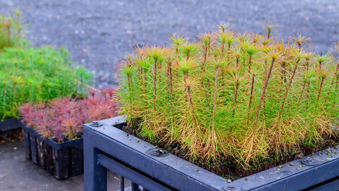 В Марий Эл в 2026 году высадят шесть миллионов сеянцев