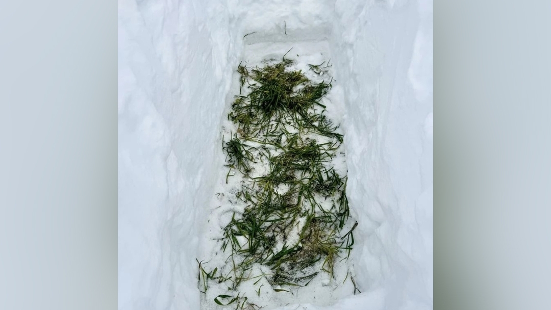 Озимые в Марий Эл перезимовывают успешно: результаты мартовского мониторинга