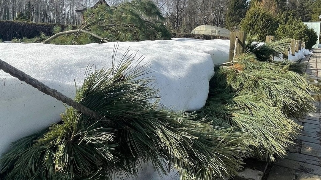 В Марий Эл оживились птицы, пробудились деревья, распустились первоцветы