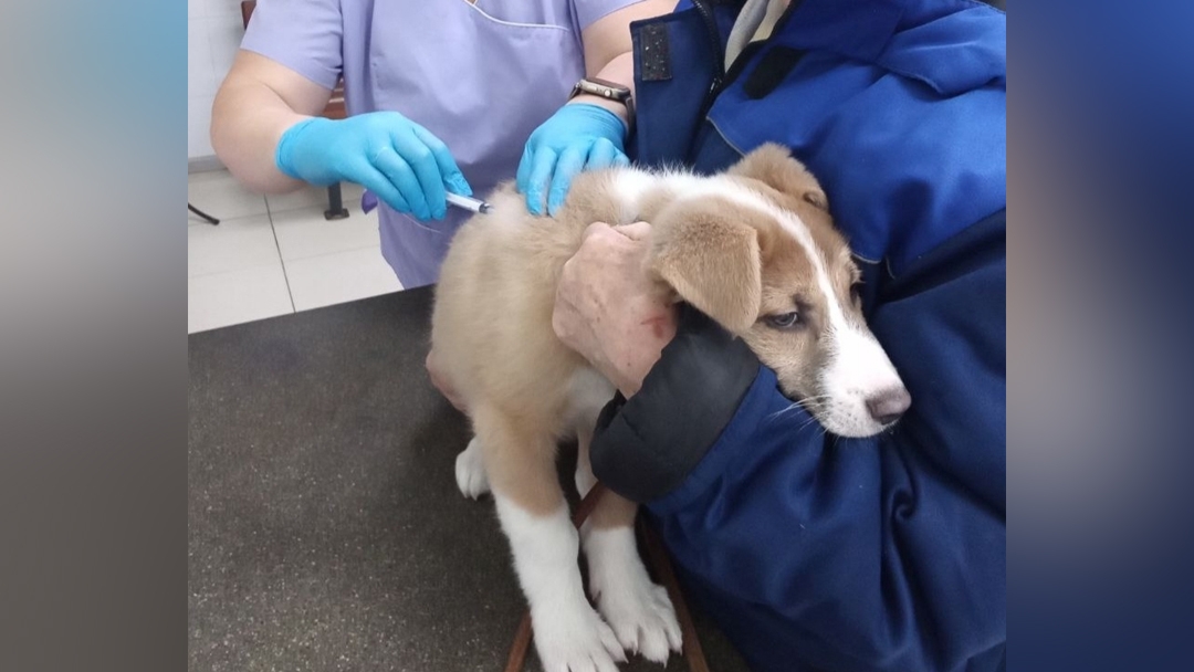 Ветеринары Марий Эл приступили к весенней вакцинации животных