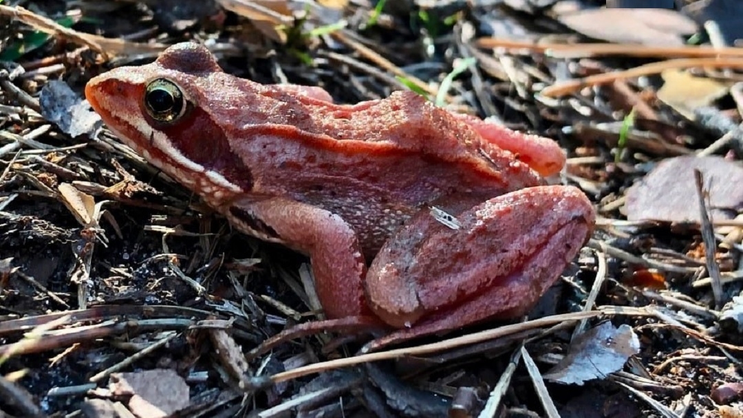 В Марий Эл зеленые стражи «Большой Кокшаги» отмечают неофициальный праздник