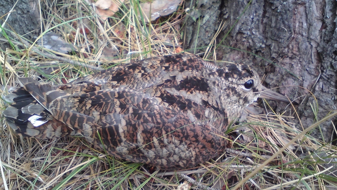 В Марий Эл стартовала подача заявлений на весеннюю охоту