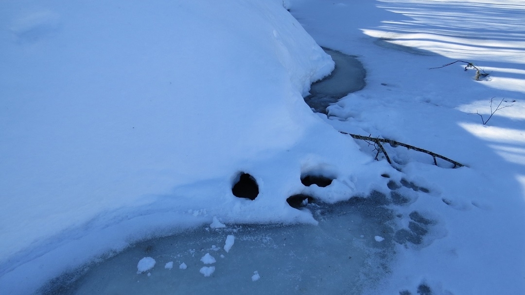 В Марий Эл запечатлели моменты жизни лесных обитателей