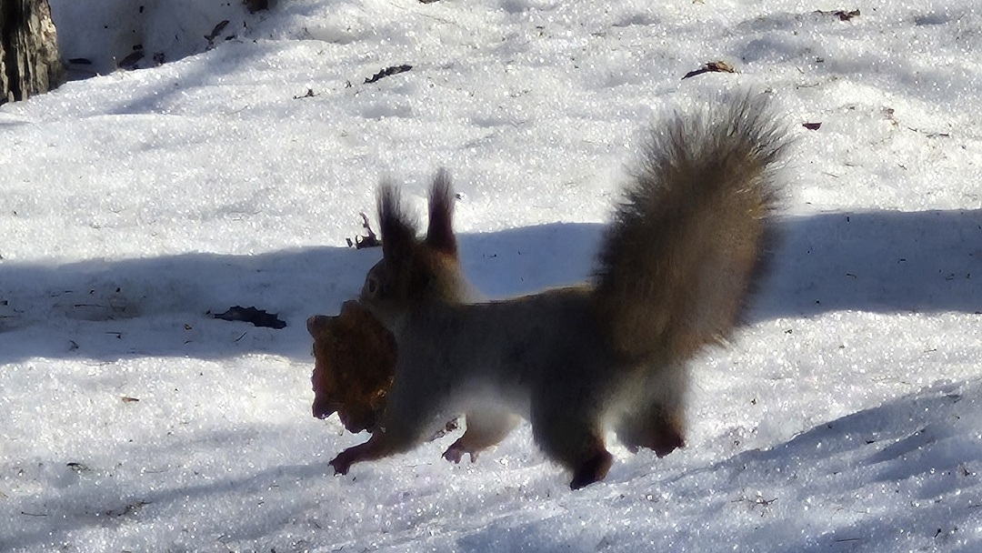 В Йошкар-Оле белки начали «охоту» за кедровыми шишками